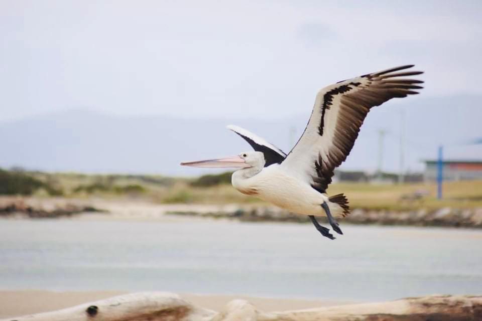 Pelican Sands Scamander Buitenkant foto