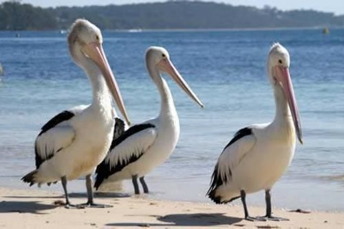 Pelican Sands Scamander Buitenkant foto